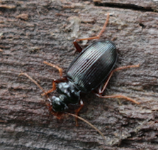 Carabidae: Leistus sardous oppure L. fulvibarbis